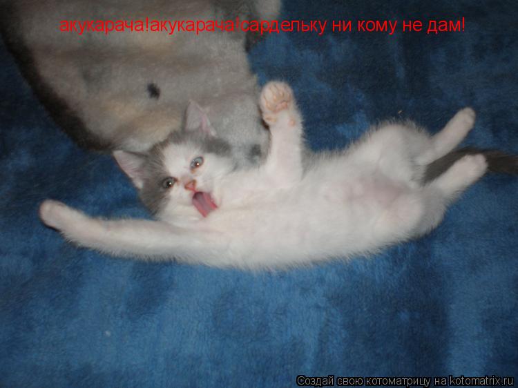 акукарача!акукарача!сардельку ни кому не дам!... Котоматрица: акукарача!акукарача!сардельку ни кому не дам!