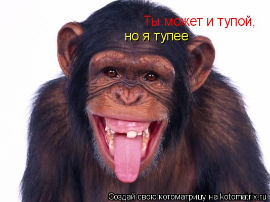 Ты может и тупой, но я тупее... Котоматрица: Ты может и тупой, но я тупее