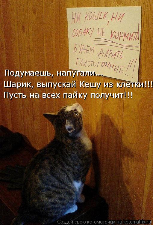 Подумаешь, напугали... Шарик, выпускай Кешу из клетки!!! Пусть на всех пайку получит!!!... Котоматрица: Подумаешь, напугали... Шарик, выпускай Кешу из клетки!!! Пусть на всех пайку получит!!!
