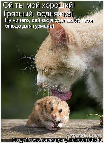Ой ты мой хороший! Грязный, бедняжка! Ну ничего, сейчас я сделаю из тебя блюдо для гурмана!... Котоматрица: Ой ты мой хороший! Грязный, бедняжка! Ну ничего, сейчас я сделаю из тебя блюдо для гурмана!