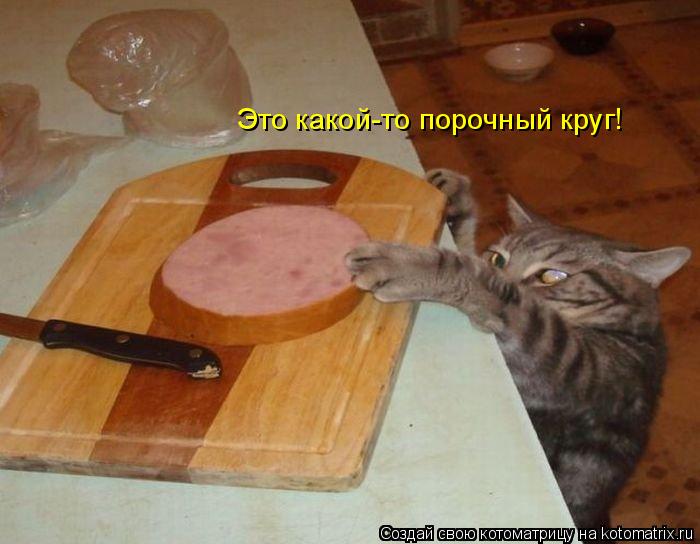 Это какой-то порочный круг!... Котоматрица: Это какой-то порочный круг!