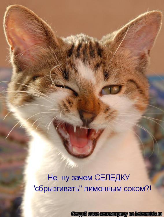 Не, ну зачем СЕЛЕДКУ "сбрызгивать" лимонным соком?!... Котоматрица: Не, ну зачем СЕЛЕДКУ "сбрызгивать" лимонным соком?!