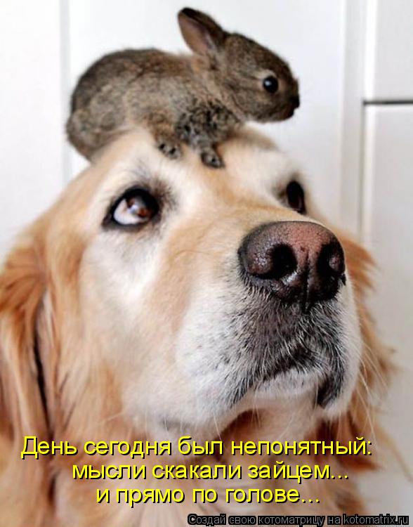День сегодня был непонятный: мысли скакали зайцем... и прямо по голове...... Котоматрица: День сегодня был непонятный: мысли скакали зайцем... и прямо по голове...