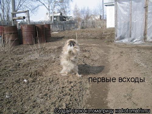 первые всходы... Котоматрица: первые всходы