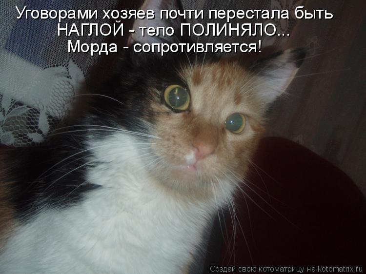Уговорами хозяев почти перестала быть НАГЛОЙ - тело ПОЛИНЯЛО... Морда - сопротивляется!... Котоматрица: Уговорами хозяев почти перестала быть НАГЛОЙ - тело ПОЛИНЯЛО... Морда - сопротивляется!