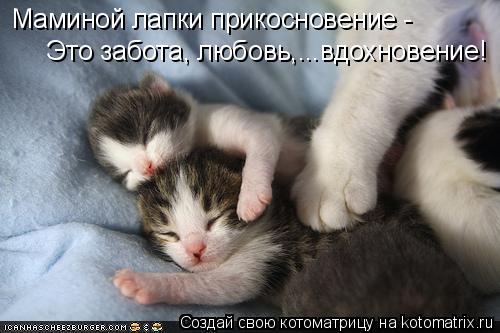Котоматрица: Маминой лапки прикосновение -  Это забота, любовь,...вдохновение!