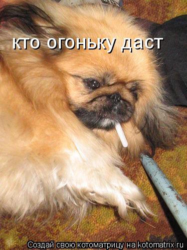 кто огоньку даст... Котоматрица: кто огоньку даст