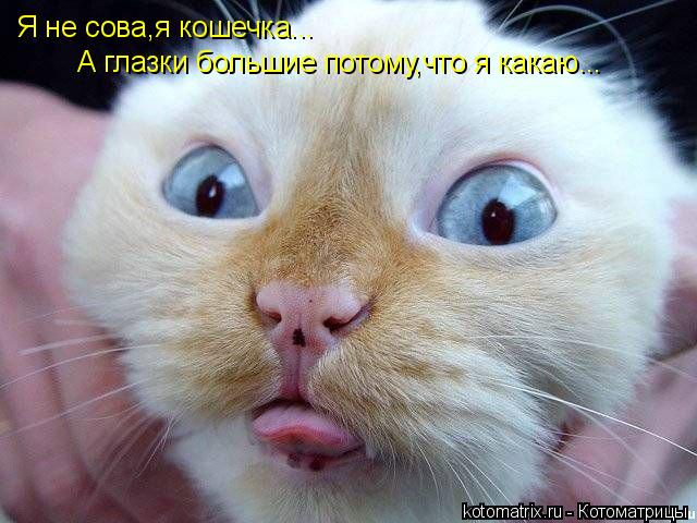 Я не сова,я кошечка... А глазки большие потому,что я какаю...... Котоматрица: Я не сова,я кошечка... А глазки большие потому,что я какаю...