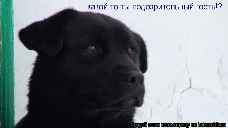 какой то ты подозрительный гость!?... Котоматрица: какой то ты подозрительный гость!?