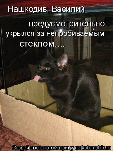 Нашкодив, Василий предусмотрительно укрылся за непробиваемым стеклом....... Котоматрица: Нашкодив, Василий предусмотрительно укрылся за непробиваемым стеклом....