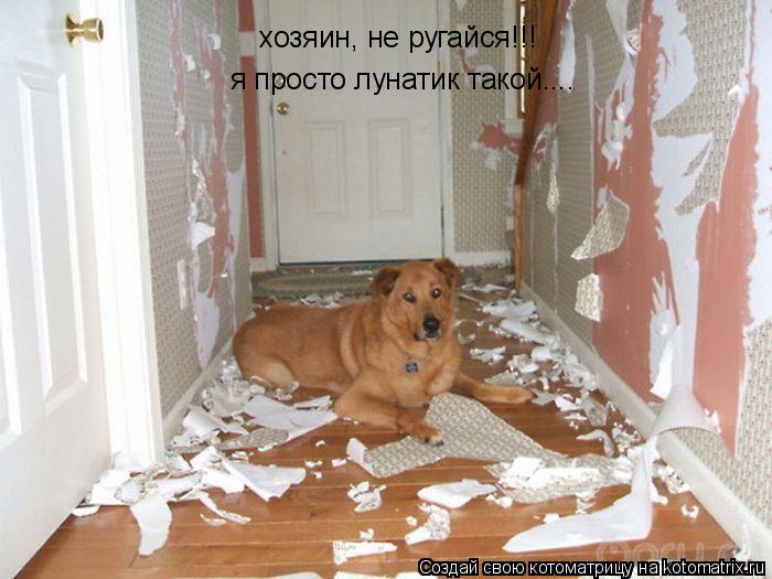 хозяин, не ругайся!!! я просто лунатик такой....... Котоматрица: хозяин, не ругайся!!! я просто лунатик такой....