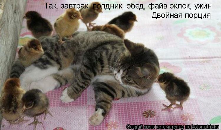 Так, завтрак, полдник, обед, файв оклок, ужин Двойная порция... Котоматрица: Так, завтрак, полдник, обед, файв оклок, ужин Двойная порция