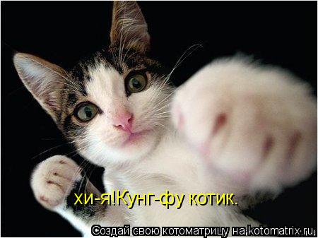 хи-я!Кунг-фу котик.... Котоматрица: хи-я!Кунг-фу котик.