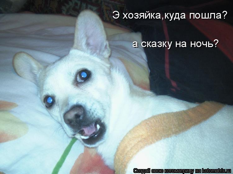 Котоматрица: Э хозяйка,куда пошла? а сказку на ночь?