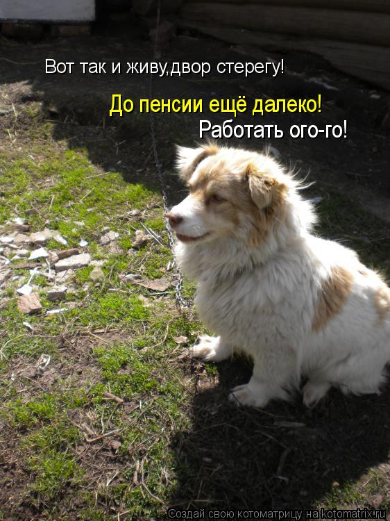 Котоматрица: Вот так и живу,двор стерегу! До пенсии ещё далеко! Работать ого-го!