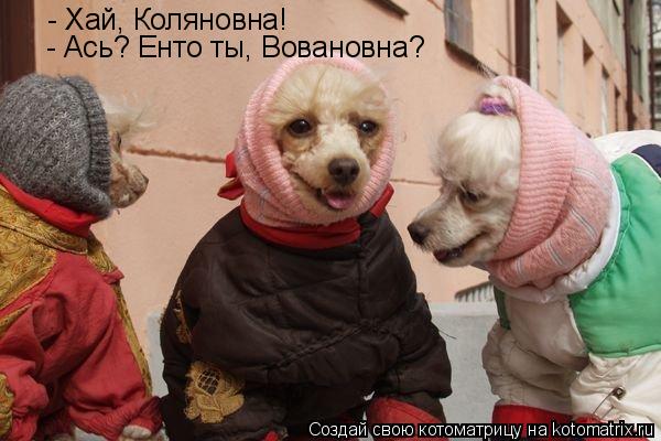 Котоматрица: - Хай, Коляновна! - Ась? Енто ты, Вовановна?