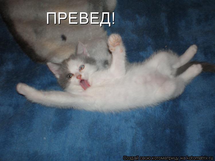 Котоматрица: ПРЕВЕД!
