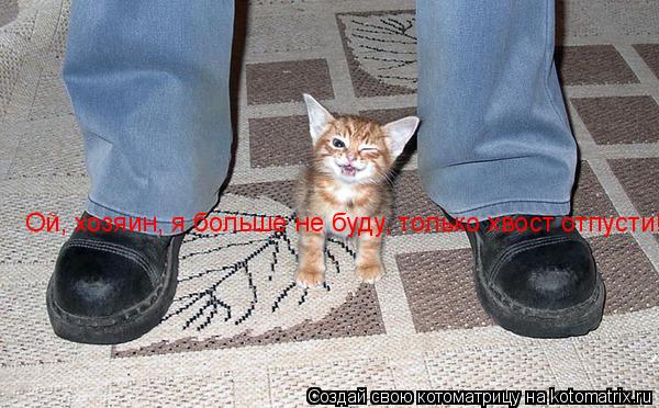 Ой, хозяин, я больше не буду, только хвост отпусти!... Котоматрица: Ой, хозяин, я больше не буду, только хвост отпусти!