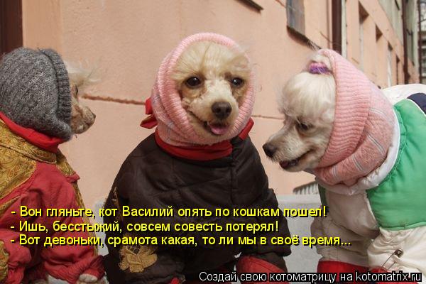 - Вон гляньте, кот Василий опять по кошкам пошел! - Ишь, бесстыжий, совсем совесть потерял! - Вот дев... Котоматрица: - Вон гляньте, кот Василий опять по кошкам пошел! - Ишь, бесстыжий, совсем совесть потерял! - Вот девоньки, срамота какая, то ли мы в своё время..