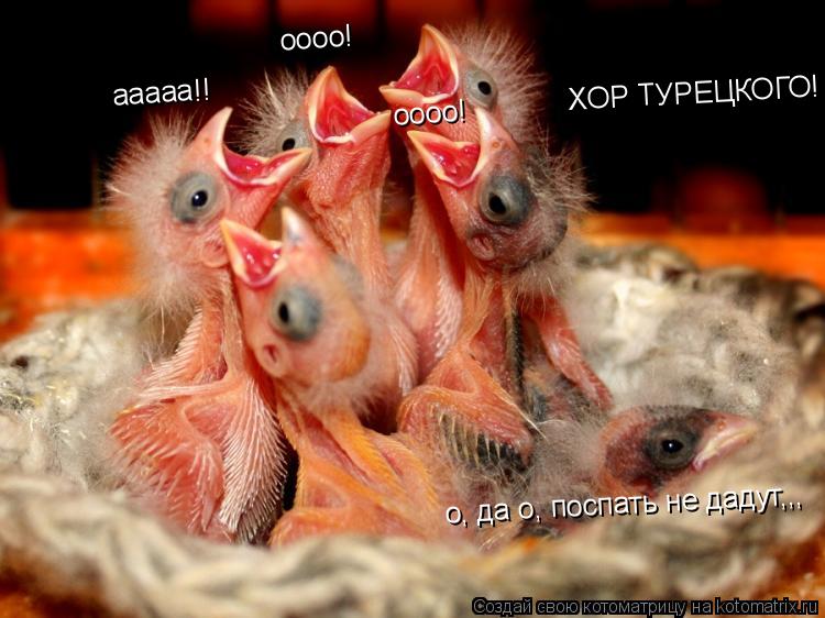 ХОР ТУРЕЦКОГО! ааааа!! оооо! оооо! о, да о, поспать не дадут,,,... Котоматрица: ХОР ТУРЕЦКОГО! ааааа!! оооо! оооо! о, да о, поспать не дадут,,,