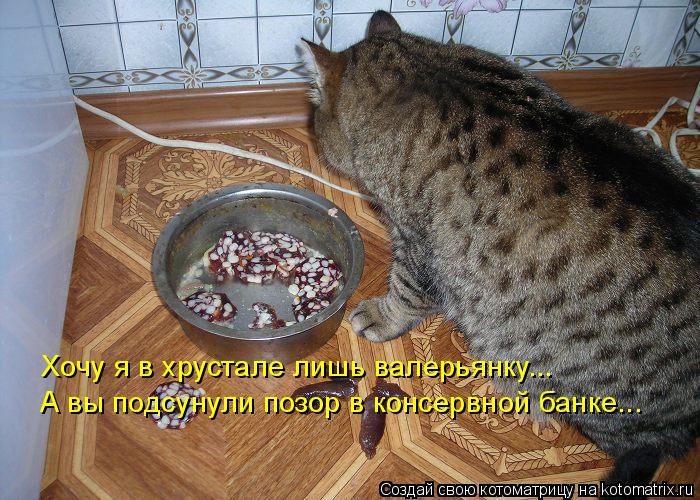 Хочу я в хрустале лишь валерьянку... А вы подсунули позор в консервной банке...... Котоматрица: Хочу я в хрустале лишь валерьянку... А вы подсунули позор в консервной банке...