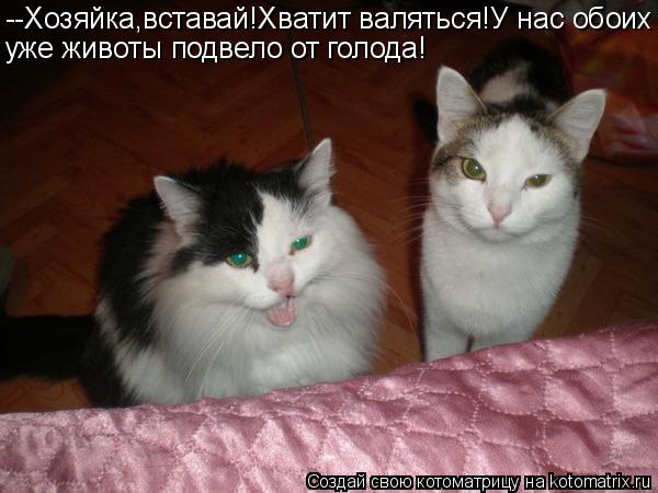 --Хозяйка,вставай!Хватит валяться!У нас обоих уже животы подвело от голода!... Котоматрица: --Хозяйка,вставай!Хватит валяться!У нас обоих уже животы подвело от голода!