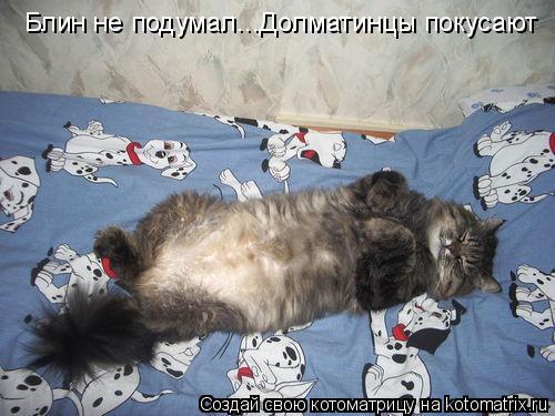 Блин не подумал...Долматинцы покусают... Котоматрица: Блин не подумал...Долматинцы покусают