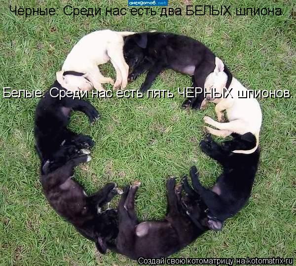 Чёрные: Среди нас есть два БЕЛЫХ шпиона. Белые: Среди нас есть пять ЧЕРНЫХ шпионов.... Котоматрица: Чёрные: Среди нас есть два БЕЛЫХ шпиона. Белые: Среди нас есть пять ЧЕРНЫХ шпионов.