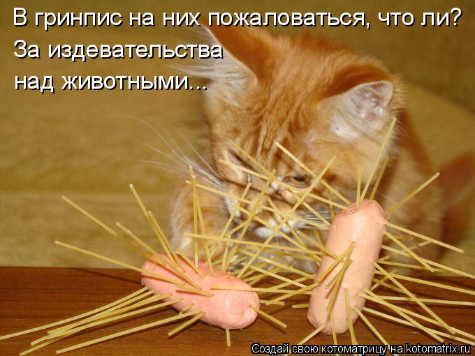 В гринпис на них пожаловаться, что ли? За издевательства над животными...... Котоматрица: В гринпис на них пожаловаться, что ли? За издевательства над животными...