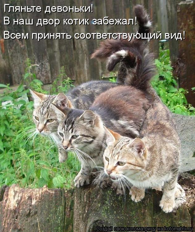 Гляньте девоньки! В наш двор котик забежал! Всем принять соответствующий вид!... Котоматрица: Гляньте девоньки! В наш двор котик забежал! Всем принять соответствующий вид!