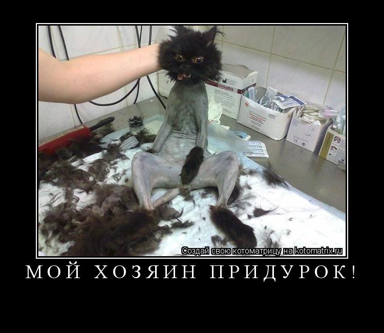 Котоматрица: Мой хозяин придурок! 