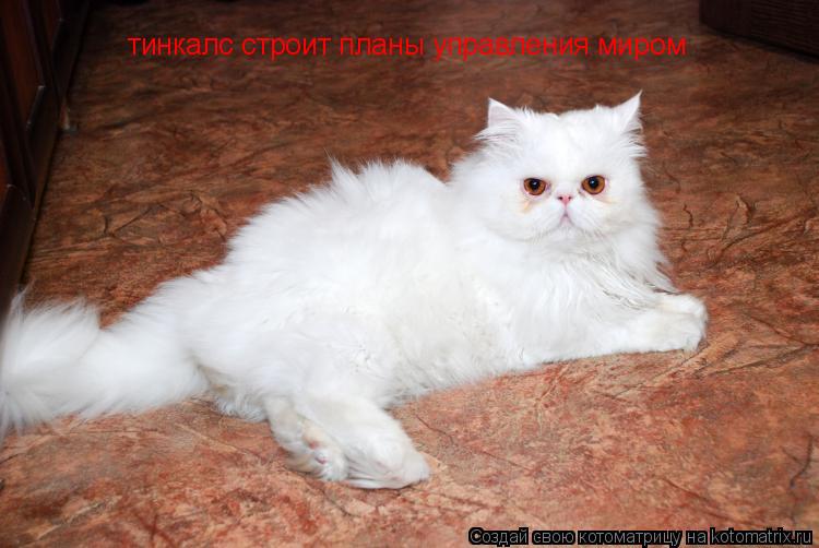 Котоматрица: тинкалс строит планы управления миром