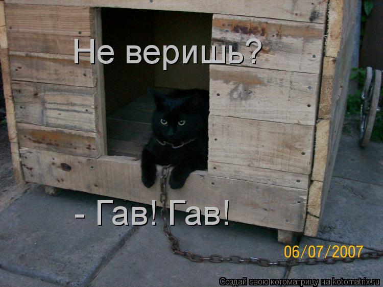 Не веришь? - Гав! Гав!... Котоматрица: Не веришь? - Гав! Гав!