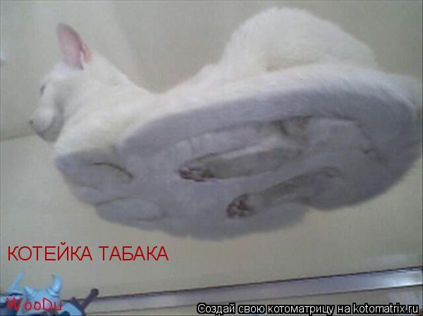 Котоматрица: КОТЕЙКА ТАБАКА
