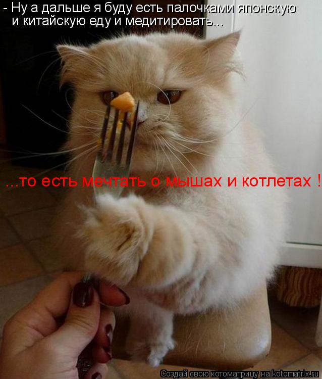 Котоматрица: - Ну а дальше я буду есть палочками японскую  и китайскую еду и медитировать... ...то есть мечтать о мышах и котлетах !