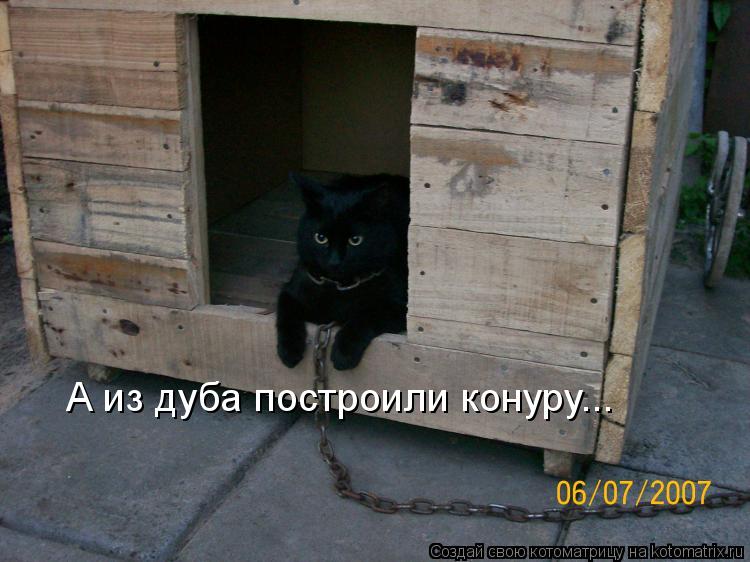 Котоматрица: А из дуба построили конуру...