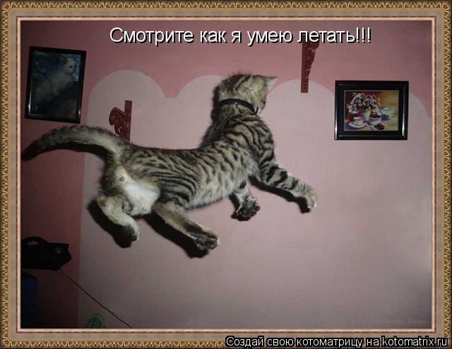 Котоматрица: Смотрите как я умею летать!!!