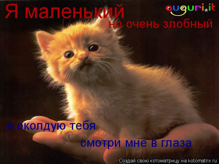 Котоматрица: Я маленький но очень злобный я околдую тебя смотри мне в глаза