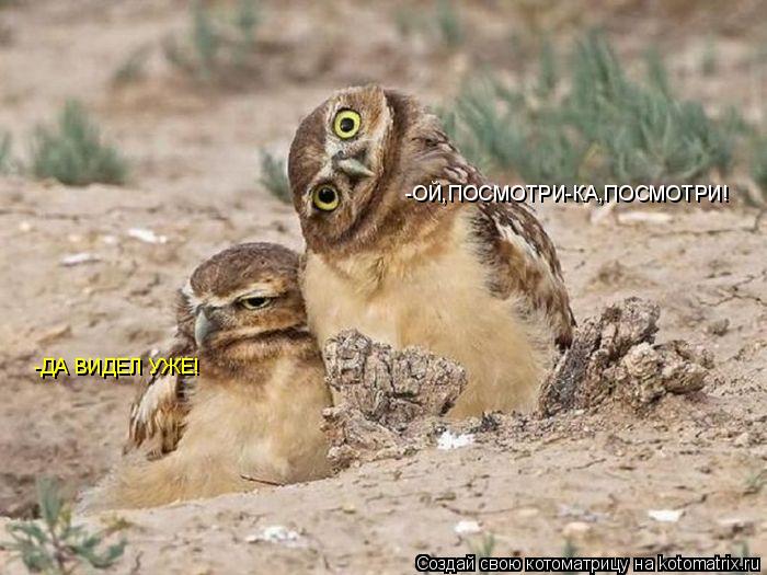 -ОЙ,ПОСМОТРИ-КА,ПОСМОТРИ! -ДА ВИДЕЛ УЖЕ!... Котоматрица: -ОЙ,ПОСМОТРИ-КА,ПОСМОТРИ! -ДА ВИДЕЛ УЖЕ!