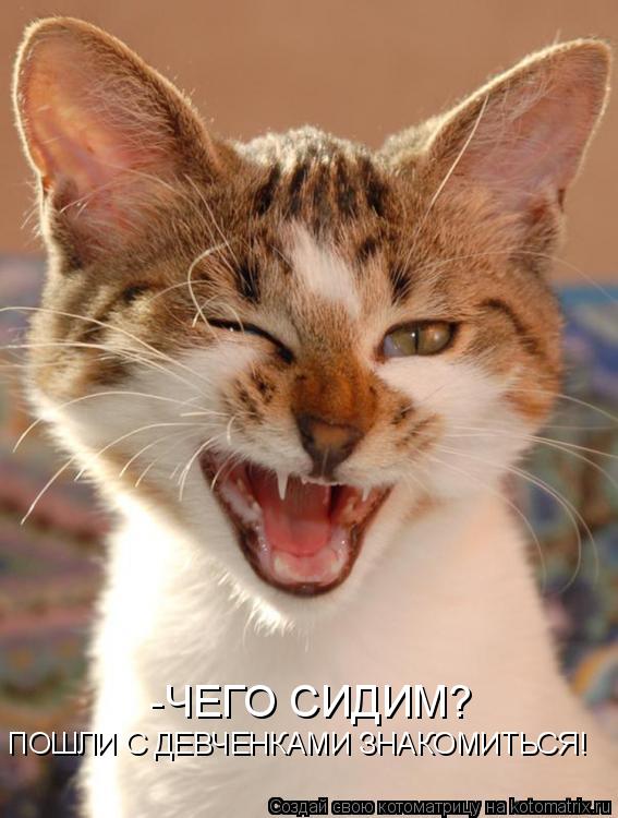 Котоматрица: -ЧЕГО СИДИМ? ПОШЛИ С ДЕВЧЕНКАМИ ЗНАКОМИТЬСЯ!