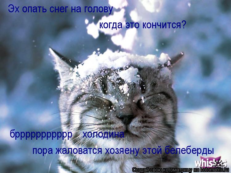 Котоматрица: Эх опать снег на голову когда это кончится? бррррррррррр холодина пора жаловатся хозяену этой белеберды