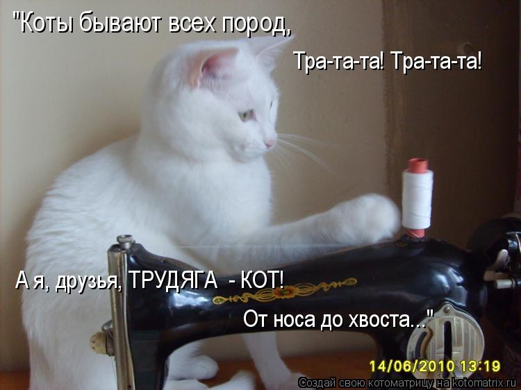 "Коты бывают всех пород, Тра-та-та! Тра-та-та! А я, друзья, ТРУДЯГА - КОТ! От носа до хвоста..."... Котоматрица: "Коты бывают всех пород, Тра-та-та! Тра-та-та! А я, друзья, ТРУДЯГА - КОТ! От носа до хвоста..."