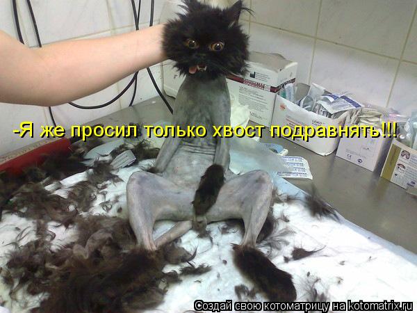 Котоматрица: -Я же просил только хвост подравнять!!!