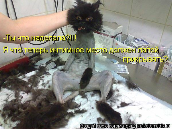 Котоматрица: Я что теперь интимное место должен лапой  прикрывать? -Ты что наделала?!!!