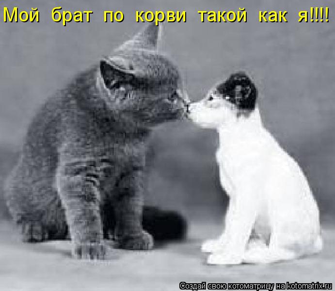 Котоматрица: Мой  брат  по  корви  такой  как  я!!!!