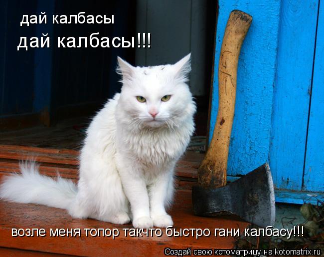 Котоматрица: дай калбасы дай калбасы!!! возле меня топор такчто быстро гани калбасу!!!