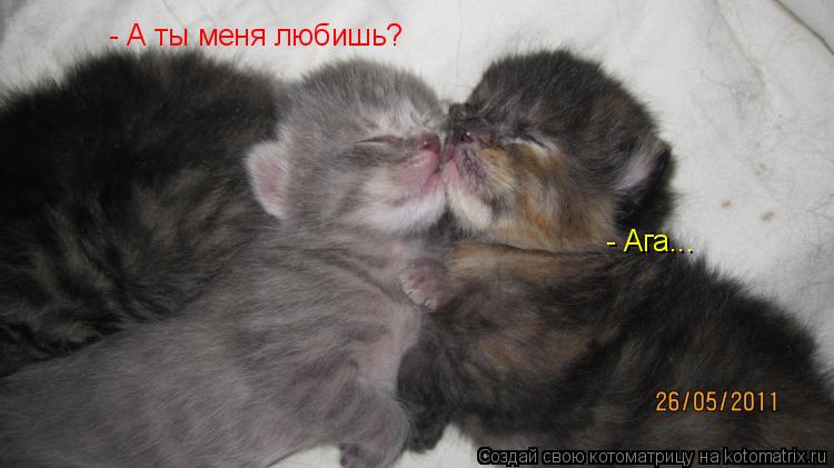 - А ты меня любишь? - Ага...... Котоматрица: - А ты меня любишь? - Ага...