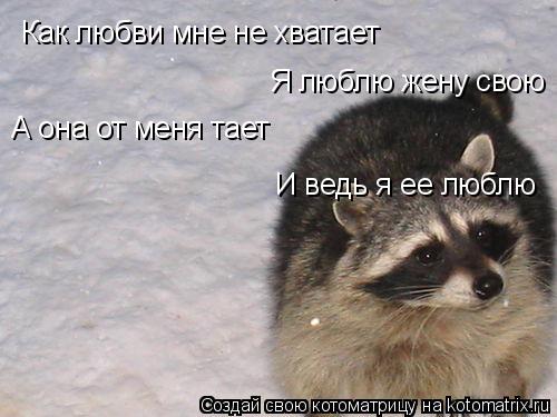 Котоматрица: Как любви мне не хватает  Я люблю жену свою А она от меня тает И ведь я ее люблю
