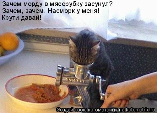 Котоматрица: Зачем морду в мясорубку засунул? Зачем, зачем. Насморк у меня! Крути давай!