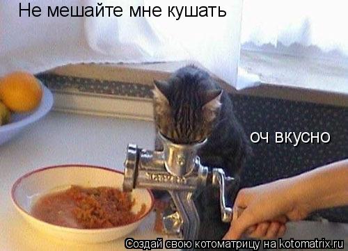 Котоматрица: Не мешайте мне кушать оч вкусно